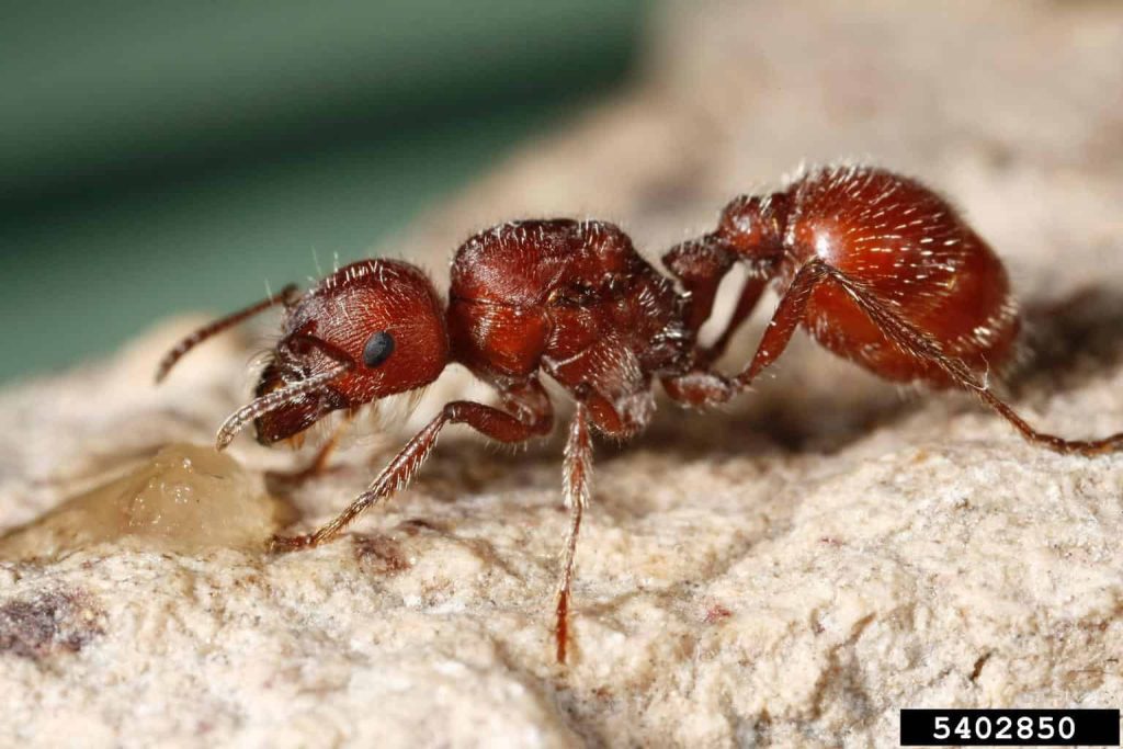 big red-Ant-