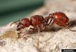 big red-Ant-