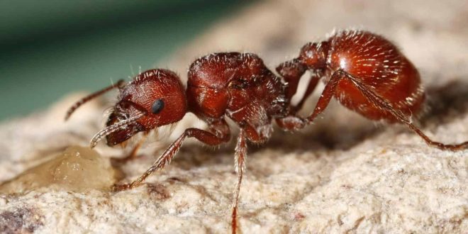 big red-Ant-