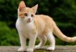 brown cat