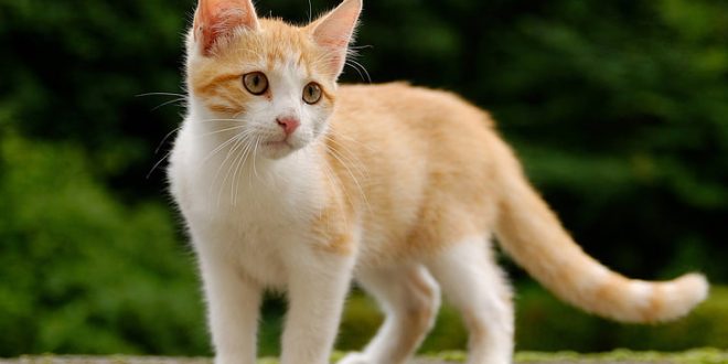 brown cat