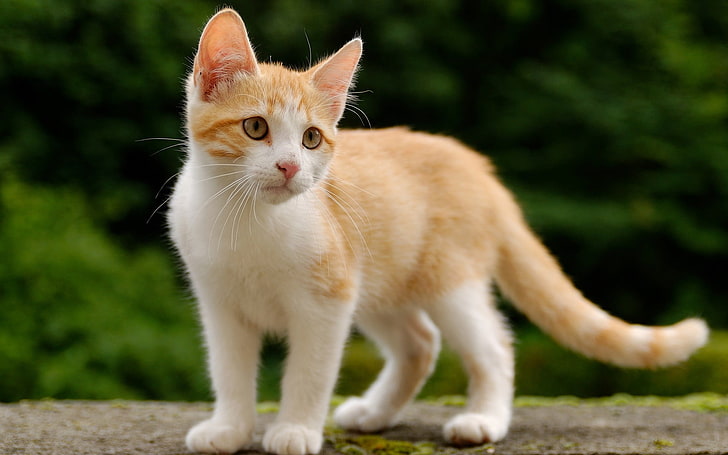 brown cat