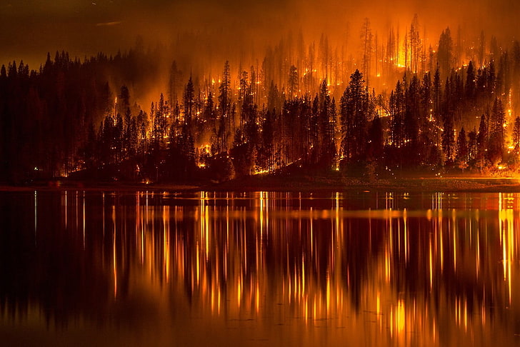 fire-forest