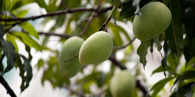 mango