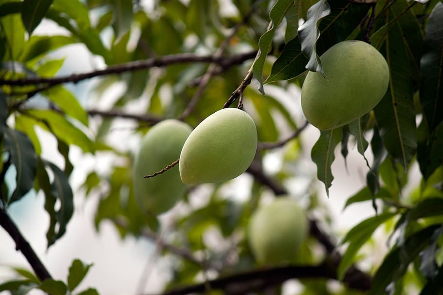 mango