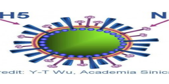 h5n1 virus