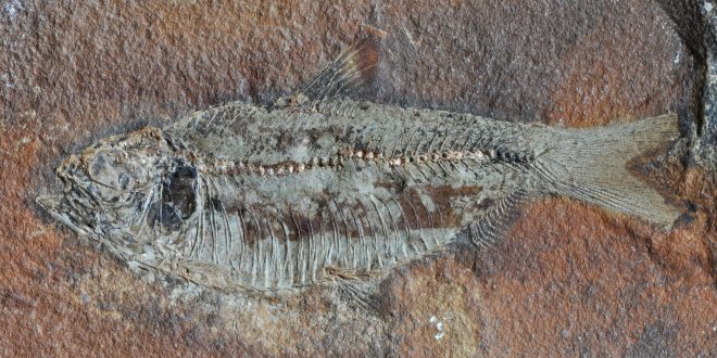 Fossil_fish