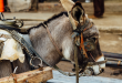 pakistani donkey