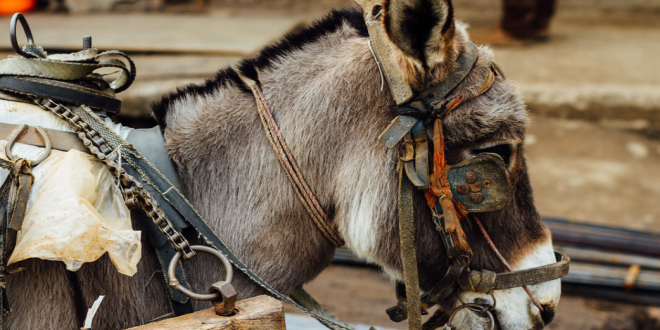 pakistani donkey