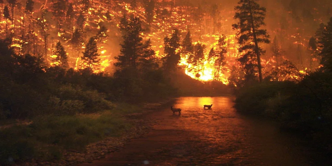 forest fire in usa