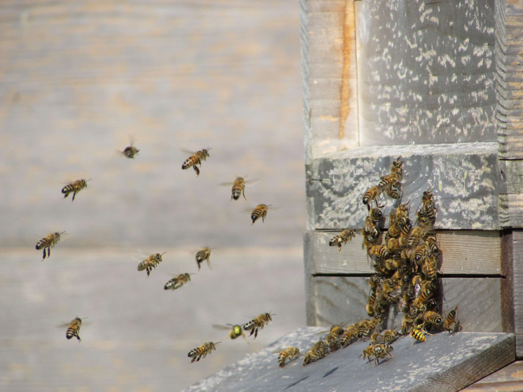 honey bee