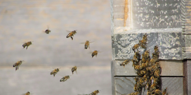 honey bee