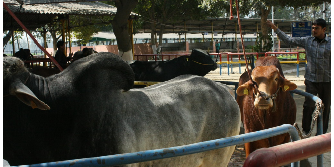animal for qurbani