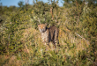 rare leopard in bangladesh