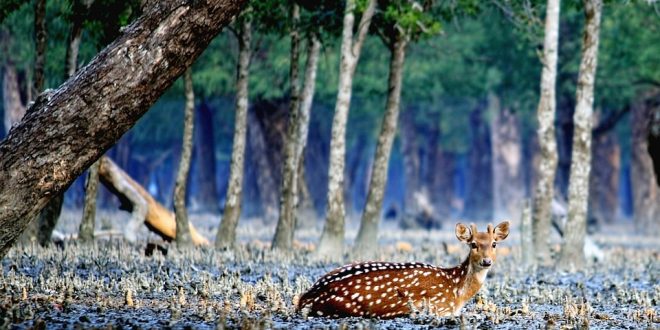 sunderban