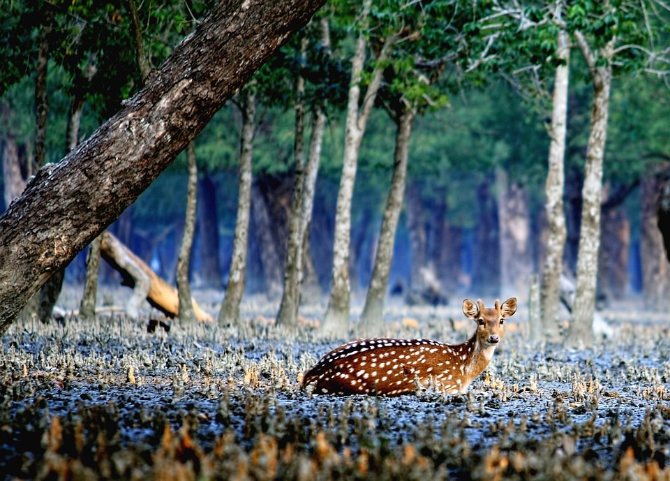 sunderban